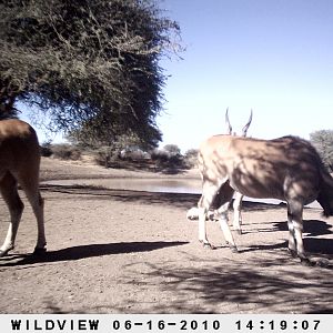 Cape Eland, Namibia