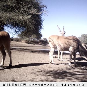 Cape Eland, Namibia