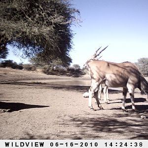 Cape Eland, Namibia