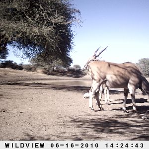 Cape Eland, Namibia