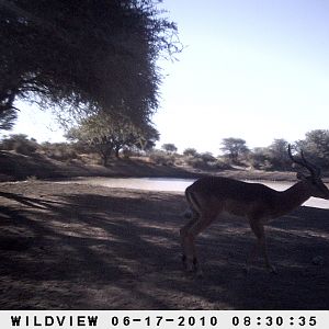 Impala, Namibia