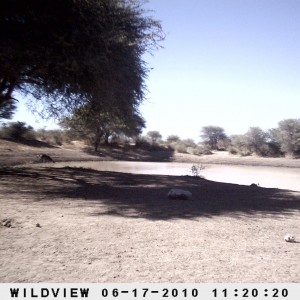 Kudu, Namibia