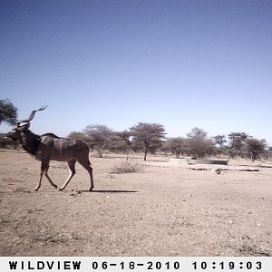 Kudu, Namibia