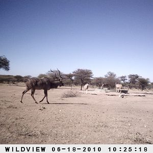 Kudu, Namibia