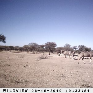 Kudu, Namibia