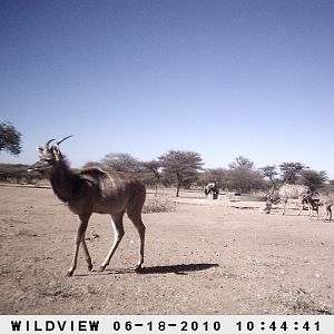 Kudu and Gemsbok, Namibia