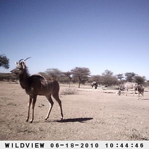 Kudu and Gemsbok, Namibia