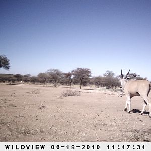 Cape Eland, Namibia