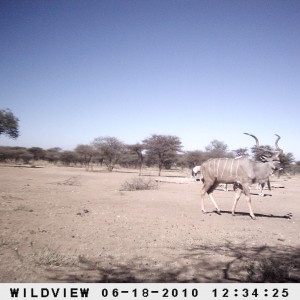 Kudu and Gemsbok, Namibia