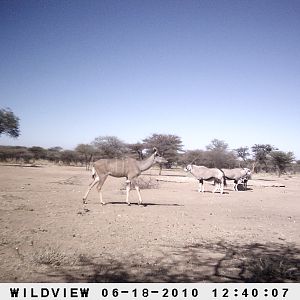 Kudu and Gemsbok, Namibia