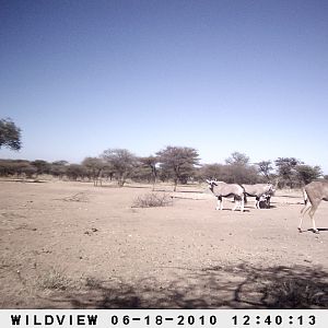 Kudu and Gemsbok, Namibia