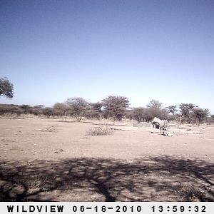 Kudu and Gemsbok, Namibia