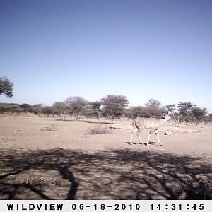 Kudu and Gemsbok, Namibia