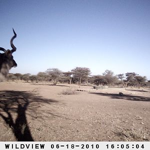 Kudu, Namibia