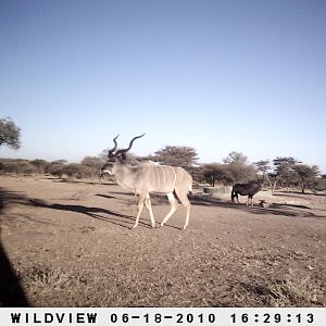 Kudu and Gemsbok, Namibia