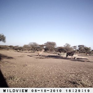 Kudu and Gemsbok, Namibia