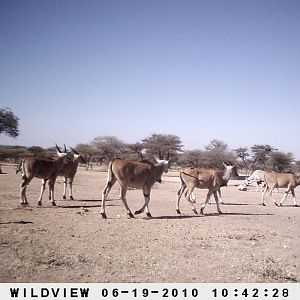 Cape Eland and Gemsbok, Namibia