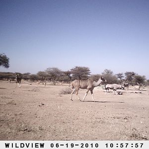 Kudu and Gemsbok, Namibia