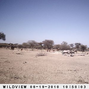 Kudu, Impala and Gemsbok, Namibia