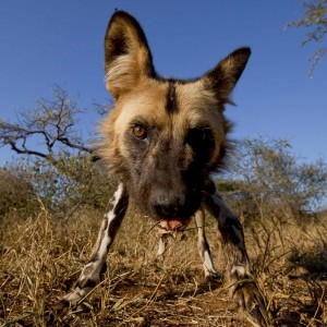 African Wild Dog