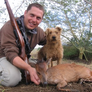 Red Duiker