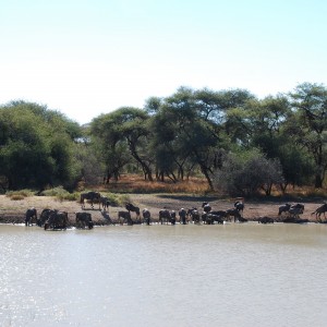 Wildebeest, Namibia