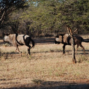 Blue Wildebeest, Namibia