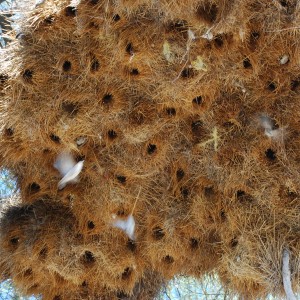 Bird nest, Namibia