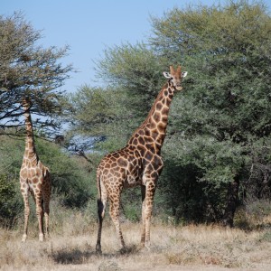 Giraffe, Namibia