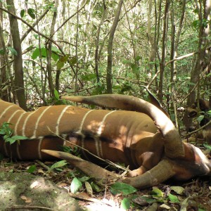 Bongo hunt in Central African Republic