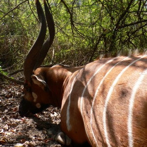 Bongo hunt in Central African Republic