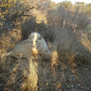 Nice young white Lion