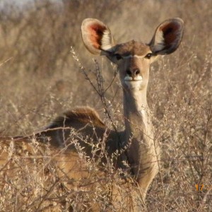 Female Kudu, Botswana