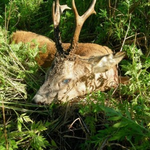 Hunting Roe Deer