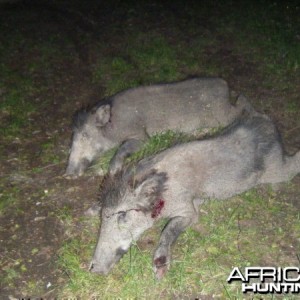 Hunting pigs