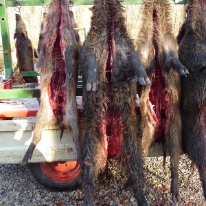 Driven Boar Hunt