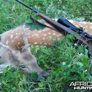 Hunting Fallow Deer