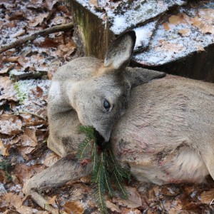 Roe Deer Hunt