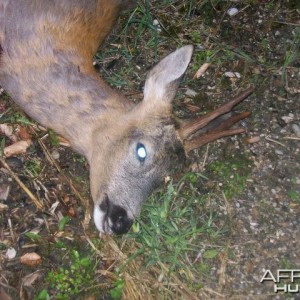 Roe Deer Hunt