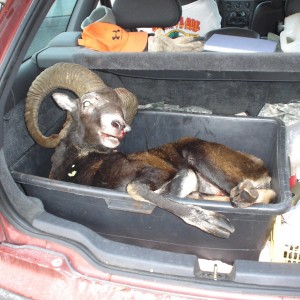 Hunting Mouflon