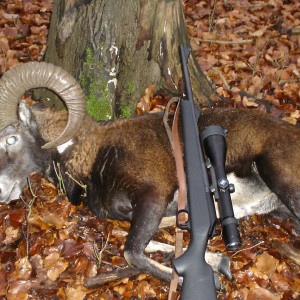 Hunting Mouflon