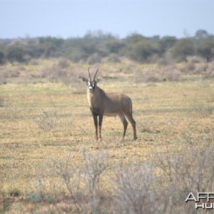 Roan South Africa