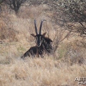 Sable South Africa