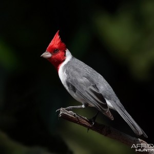 Brazilian Red Head Cardinal