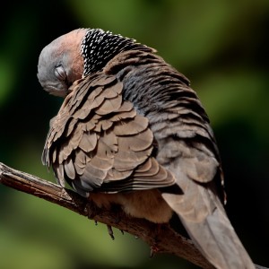 Barred-Dove taking a quick snooze...