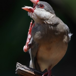 Juvenile Java Rice Bird coming into his own...