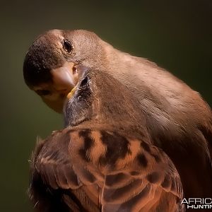 Mom Sparrow feeding her young chick...