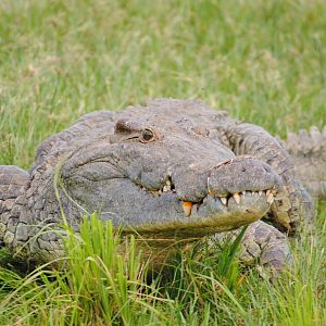 Crocodile on the Nile