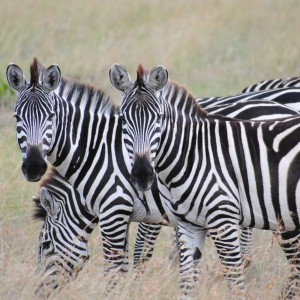 Zebras on the Masaai Mara in Kenya