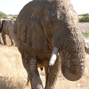 Elephant at Etosha Namibia